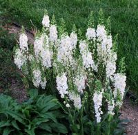 เมล็ดพันธุ์ มัลเลน Verbascum phoeniceum temptress 300 เมล็ด เมล็ดพันธุ์นำเข้าจาก ยุโรป