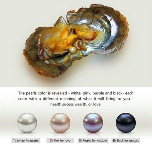 1 Individually Wrapped Akoya Oyster with Large Pearl 