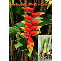 1 หน่อ เฮลิโคเนีย รอสตราต้าheliconia rostrata สร้อยกัทลี ไม้ดอกไม้ประดับ