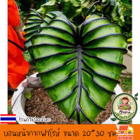 บอน โคโลคาเซีย หน้ากากฟาโรห์ Colocasia Pharaoh’s Mask สายพันธุ์แท้ แบบตัดสด ชำเอง หน้ากระดูก มีเส้นใบสีม่วงเข้มที่คมชัด ใบม้วนไปด้านหลัง หายาก