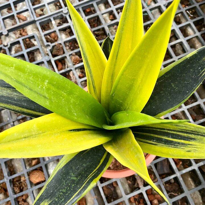 ส่งไว-ต้นลิ้นมังกรโกลเฟรม-dracaena-trifasciata-gold-flame-หายาก-ใหญ่มาก-กระถาง-8-นิ้ว-ต้นไม้มงคล-ต้นไม้ฟอกอากาศ-ต้นไม้ส่งทั้งกระถาง