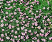 เมล็ดพันธุ์ เดซี่ สวอน ริเวอร์ brachyscome iberidifolia (Swan River Daisy) 1000 เมล็ด เมล็ดพันธุ์นำเข้าจาก อังกฤษ