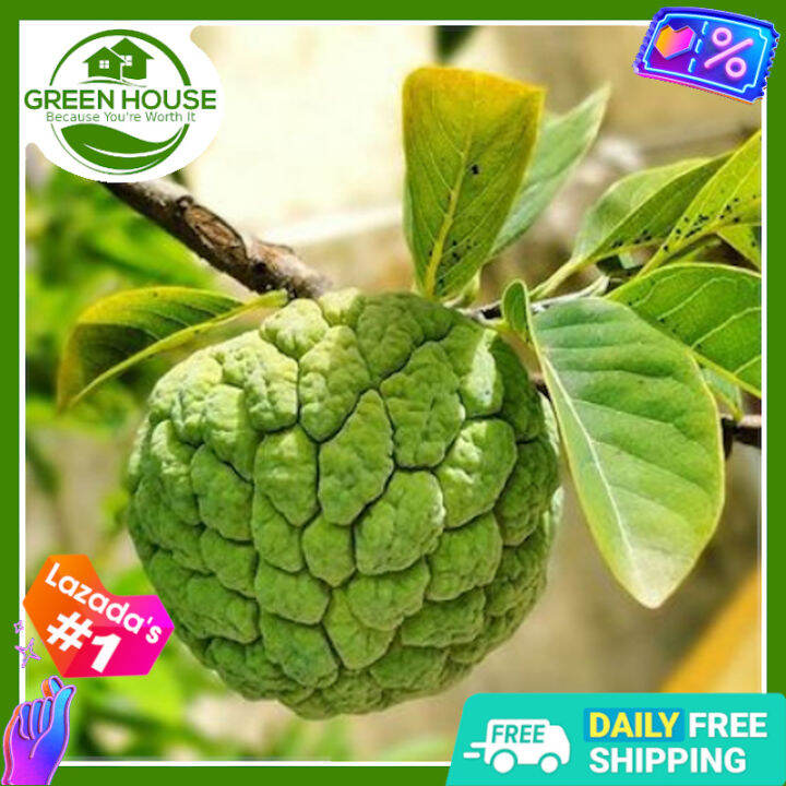 [Green House] Atis Seeds for Planting Vegetable Plants (5 Seed) + FREE ...