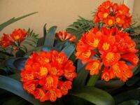 10 เมล็ดพันธุ์ เมล็ด คลิเวีย คลีเวีย ว่านสิบแสน คลิเวียด่าง Lily Clivia seeds อัตราการงอก 80-85%