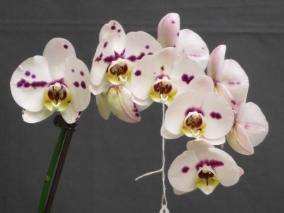 30 เมล็ดพันธุ์ Bonsai เมล็ดกล้วยไม้ ฟาแลนนอปซิส (Phalaenopsis Orchids) Orchid flower Seed อัตราการงอกของเมล็ด 80-85%