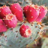 Prickly pear สีแดง Opuntia ficus-indica กระบองเพชรผลกินได้ จำนวน 1 ต้น