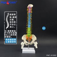 45 cm human spine vertebra pelvis cervical vertebra bone model massage medical bonesetting pain bone