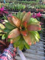 ? ต้นนี้เลย - ไฮบริด ปลายส้มฟอร์มเวียน ขนาดเต็มฟอร์มแล้ว สับปะรดสี#bromeliad# ต้นไม้สวยงาม# ไม้ประดับ# ตกแต่งบ้าน#bromeliad# ไม้ประดับ# ไม้มงคล# ขายถูก ของมีพร้อมส่ง เก็บเงินปลายทาง ?