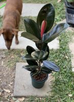 Limited Edition India rubber plant ยางอินเดียใบดำ ไซส์จัมโบ้ 80 cm.(วัดจากพื้น) พร้อมกระถาง พลาสติกอย่างดีสีเขียว 7”