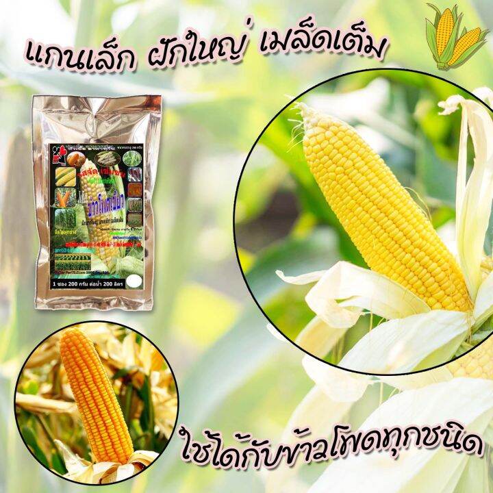 พร้อมส่ง-หัวเชื้ออาหารพืชฉีดพ่นทางใบ-สำหรับข้าวโพด-ขนาด-200-กรัม-แบบซอง