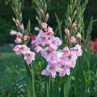 10 หัว แกลดิโอลัส (Gladiolus) หรือดอกซ่อนกลิ่นฝรั่ง สีชมพู เป็นดอกไม้แห่งคำมั่นสัญญา ความรักความผูกพัน สินค้าตามรูป