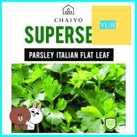 เมล็ดพันธุ์อิตาเลียนพาร์สลีย์ (ใบเรียบ) ชัยโย 140 เมล็ดPARSLEY (ITALIAN FLAT LEAF) **ของแท้100%**