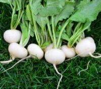 100 เมล็ด เมล็ดหัวไซเท้า ของแท้ 100% อัตรางอกสูง 70-80 % Japanese White Mini Radish seeds มีคู่มือปลูก