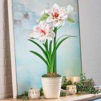 1 หัวว่าน ว่านสี่ทิศฮอลแลนด์ Amaryllis bulb Aquaro 18-24 ซม สินค้า แช่เย็นแล้ว หัวขนาดใหญ่ สินค้าจำนวนจำกัด