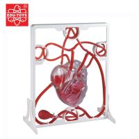 Spot educational toys Hong Kong EDU human heart blood circulation model heart working principle teaching AIDS