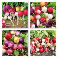 เมล็ดพันธุ์ แรดิชกลม คละสี (Mixed Round Radish Seed) บรรจุ 200 เมล็ด