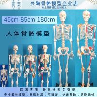 45 cm85cm human skeleton model art yoga medical use whole body skeleton skeleton spine simulation small teaching