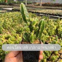 ยอดฮิต ปราสาทนางฟ้า/ดอนโดนางฟ้าด่าง Cereus Tetragonus ขายดี ต้นไม้ ฟอก อากาศ กระถาง ต้นไม้ ไม้ ประดับ ต้นไม้ ปลูก ใน บ้าน