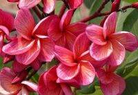 5 เมล็ด ลีลาวดี Frangipani , Pagoda Tree, Hawaii Plumeria สายพันธุ์ Rising Sun Plumeria สีชมพู ต้นไม้มงคล ปลูกประดับเพิ่มพลังบวก