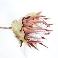 1pc Red White Protea Emperor Princess Dried flower Robin Sharon ice cream Photograph decoration Window decoration free shipping