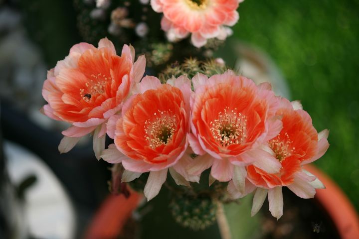 cactus-แคคตัส-หน่อเด็ดสด-โลบิ-เวีย-สีส้ม-ทูโทน-lobivia-api001-ขนาด-2-เซนติเมตร-ขึ้นไป-2-หน่อ