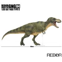 Rebor GNG 04 05 Tyrannosaurus 1:35 in T-Rex Type ของเล่นโมเดลไดโนเสาร์