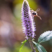 Mật ong rừng hoa bạc hà nguyên chất tự nhiên 100%