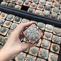 (จัดโปร) ลายแน่นมากแม่ Astrophytum asterias SUPER KABUTO ลูกไม้พ่อแม่ไต้หวัน  ขนขาวแน่นโอโม่ Size3.5cm+++ ลดราคา ต้นไม้ ต้นไม้มงคล ต้นไม้ฟอกอากาศ ไม้ด่าง