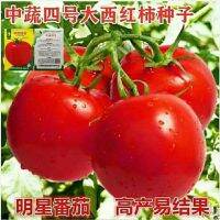 Extra large tomato medium vegetable No. 4 super sweet foreign persimmon high yield north and south