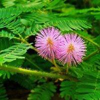 20 เมล็ดพันธุ์ เมล็ดมิโมซ่า เมล็ดไมยราบ Mimosa Seed อัตราการงอกสูง 80-85%