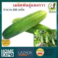 เมล็ดพันธุ์แตงกวา จำนวน 250 เมล็ด ปลูกง่าย โตเร็ว ติดผลดก ปลูกได้ตลอดทั้งปี By JenSeed แตงกวา เมล็ดพันธุ์ เมล็ดพันธุ์ผัก เมล็ดพันธุ์พืช ผักสวนครัว