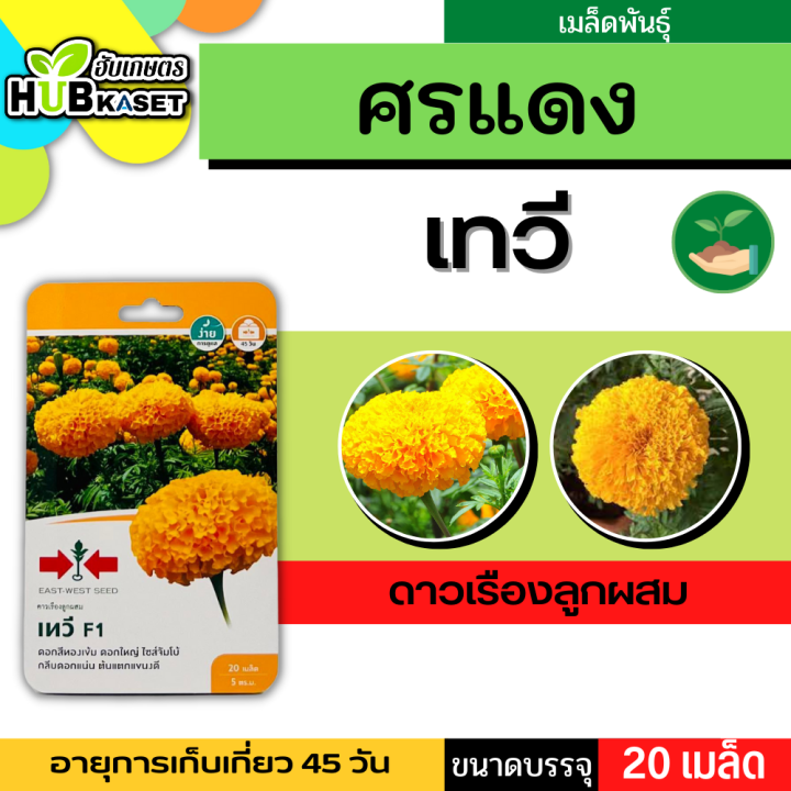 ศรแดง 🇹🇭 ดาวเรืองลูกผสม เทวี F1 ขนาดบรรจุประมาณ 20 เมล็ด อายุเก็บเกี่ยว 45 วัน