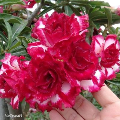 12 เมล็ด เมล็ดพันธุ์ Seeds Bonsai ชวนชม สายพันธุ์ไต้หวัน ดอกสีแดง Adenium Seed กุหลาบทะเลทราย Desert Rose ราชินีบอนไซ อัตราการงอก 80-90% มีคู่มือปลูก