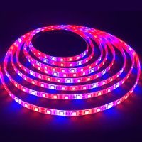 【✆New✆】 na07037036036666 ไฟ Grow Led 1M 2M 3M 4M 5M Dc12v แสง Ip65 5050 Led กันน้ำแถบไฟเจริญเติบโตสำหรับพืชไฮโดรโปนิกตู้กระจกเรือนกระจก