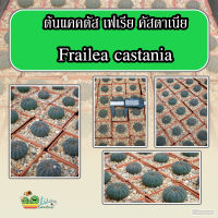 ต้นแคคตัส เฟเรีย คัสตาเนีย Frailea castania