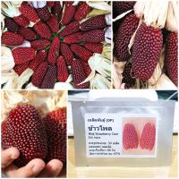 เมล็ดพันธุ์ ข้าวโพดสตรอเบอรี่ ป็อปคอร์น (Strawberry Corn Seed) 30 เมล็ด คุณภาพดี ราคาถูก ของแท้