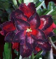 5 เมล็ด เมล็ดพันธุ์ ชวนชม ลูกผสมไฮบริด สายพันธุ์ Black Tornado สีดำ กุหลาบทะเลทราย Desert Rose Adenium seed ราชินีบอนไซ ปลูกง่ายมาก รีบสะสม