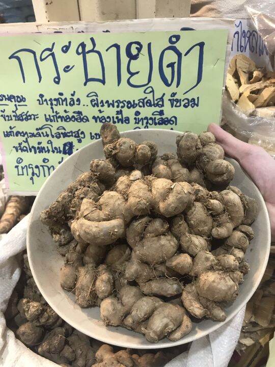 กระชายดำสด-สมุนไพรกระชายดำ-หัวสด-black-ginger-บำรุงกำลัง-ขนาด-1000-กรัม