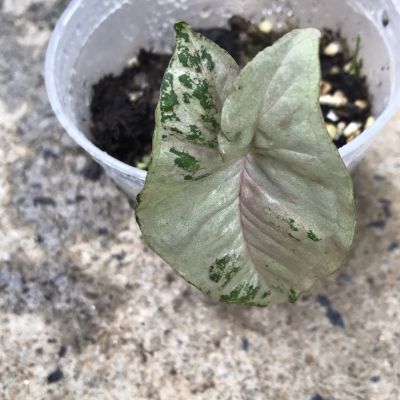 Syngonium pink flecked