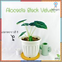 Alocasia Black Velvet อโลคาเซีย แบล็ค เวลเว็ท ต้นไม้ฟอกอากาศ ต้นไม้มงคล สินค้ามีจำนวนจำกัด