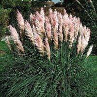 100 เมล็ดหญ้า หญ้าภูเขา หญ้าแพมพัส Pampas grass แปมปัส นำเข้าจาก USA อัตราการงอกสูง 80-85%