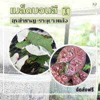 เมล็ดบอนสี (ผสมจาก สุขสำราญ กับ ธาตุบางแก้ว) ชุด 25 เมล็ด ส่งฟรี