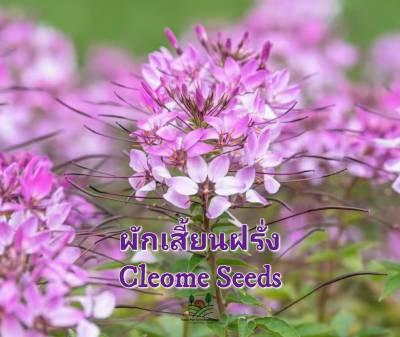 ผักเสี้ยนฝรั่ง เมล็ดพันธุ์ดอกผักเสี้ยนฝรั่ง  Cleome Seeds สปาร์คเลอร์ สีม่วงสวย บรรจุ 20เมล็ด ผักเสี้ยน