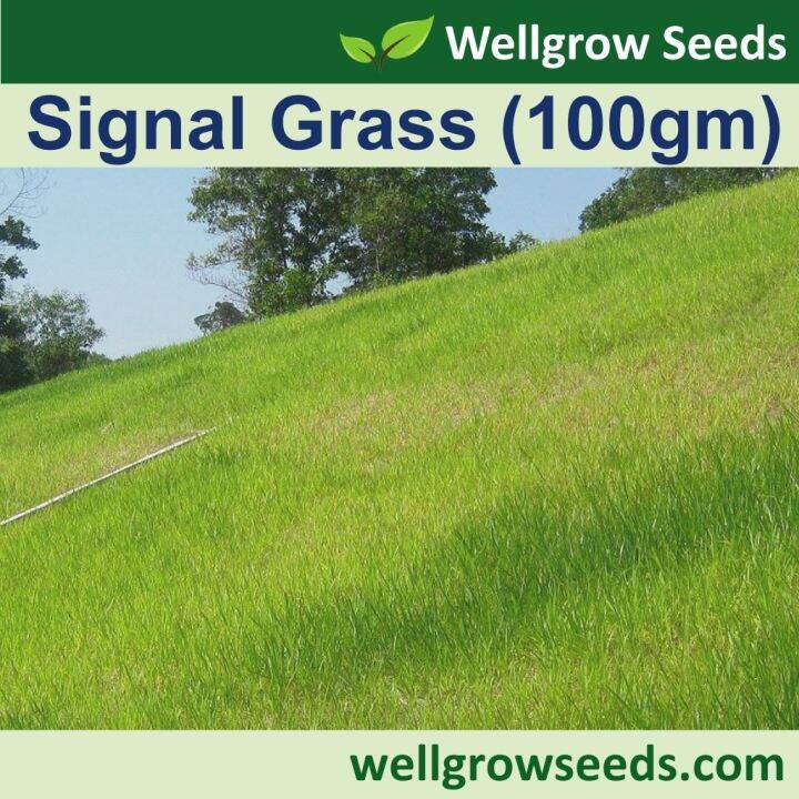 Signal Grass (100gm) (Brachiaria Decumbens) Grass Seeds Wellgrow Seeds