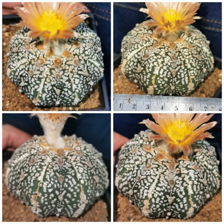 แอ​สโตร​ไ​ฟตั้​ม  ให้ดอกแล้ว วีเว้า  #แคสตัส castus​ astrophytum แอสโตร แอสโตร​ไ​ฟตั้​ม แอสโตรไฟตัม กระบองเพชร แอสโตรวี