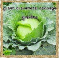 เมล็ดปูเล่เขียว Green Oranamental Cabbage 20 เมล็ด+++