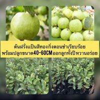 Promotion ต้นฝรั่งเเป้นสีทอง กิ่งตอนชำเรียบร้อย (ขั้นต่ำ2ต้น)พร้อมปลูกขนาด40-60cm ออกลูกทั้งปี หวานอร่อย พร้อมส่ง พรรณ ไม้ น้ำ พรรณ ไม้ ทุก ชนิด พรรณ ไม้ น้ำ สวยงาม พรรณ ไม้ มงคล