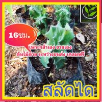 MAI สลัดได ต้นไม้ตาย เคลมฟรี ทุกต้น เฉพาะ ระหว่างขนส่ง เท่านั้น ต้นสลัดได ไม้ประดับ ไม้มงคล ต้นไม้ตาย ระหว่างขนส่ง เคลมฟรี