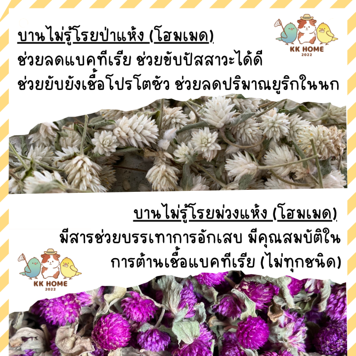 บานไม่รู้โรยป่า-บานไม่รู้ม่วงโฮมเมด-บานไม่รู้โรยป่าแห้ง-ดอกบานไม่รู้โรยโฮมเมด-บานไม่รู้โรย