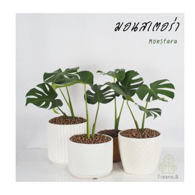 มาใหม่ T7☘️มอนสเตร่า Monstera แคระ กระถาง 6 นิ้ว ใบ สูง 30-40 ซม. ไม้ฟอกอากาศ ราชินีแห่งไม้ใบ คุ้มสุดสุด ต้นไม้ ฟอก อากาศ กระถาง ต้นไม้ ไม้ ประดับ ต้นไม้ ปลูก ใน บ้าน